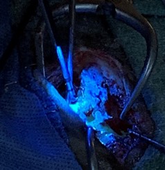 Canine brain surgery